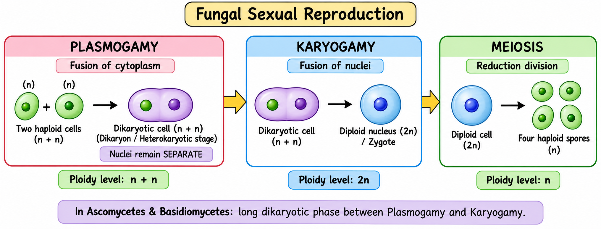 Fungal Sexual Reproduction Flowchart